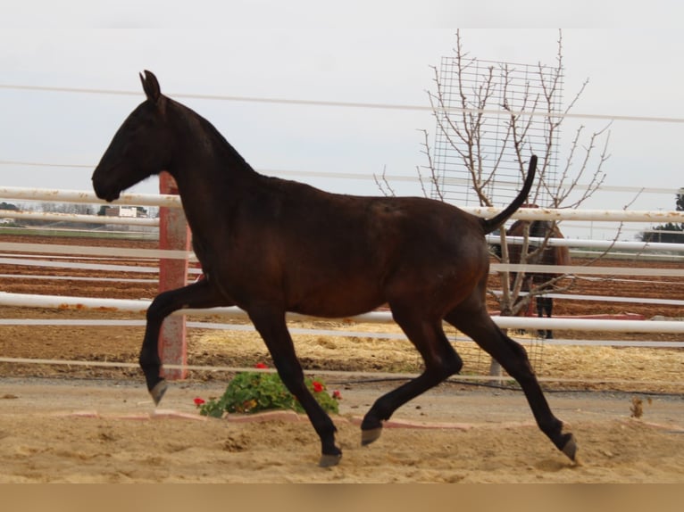 PRE Étalon 1 Année 155 cm Noir in Los Rosales