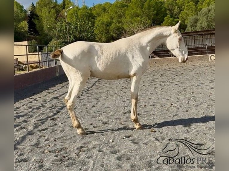 PRE Croisé Étalon 1 Année 155 cm Perlino in Barcelona