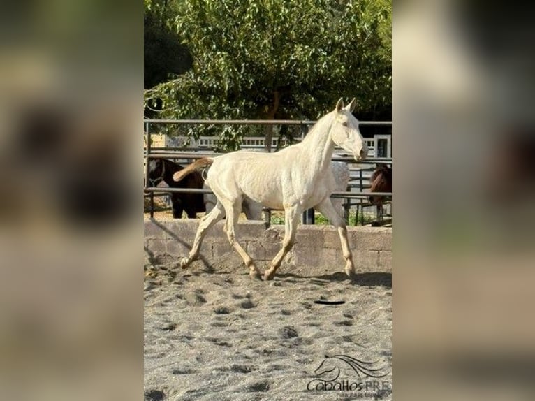 PRE Croisé Étalon 1 Année 155 cm Perlino in Barcelona