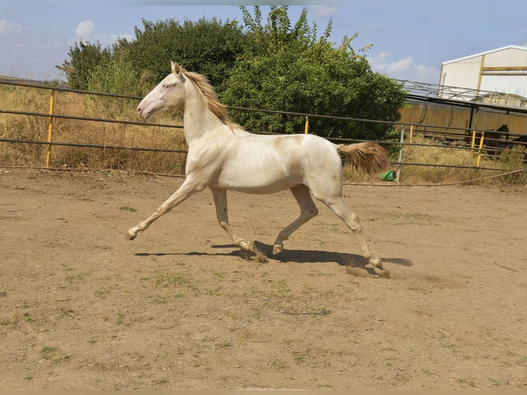 PRE Croisé Étalon 1 Année 155 cm Perlino in Galaroza