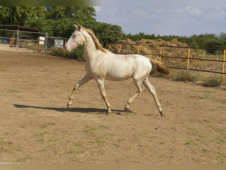 PRE Croisé Étalon 1 Année 155 cm Perlino in Galaroza