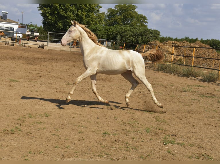 PRE Croisé Étalon 1 Année 155 cm Perlino in Galaroza