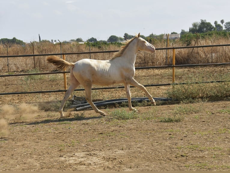 PRE Croisé Étalon 1 Année 155 cm Perlino in Galaroza