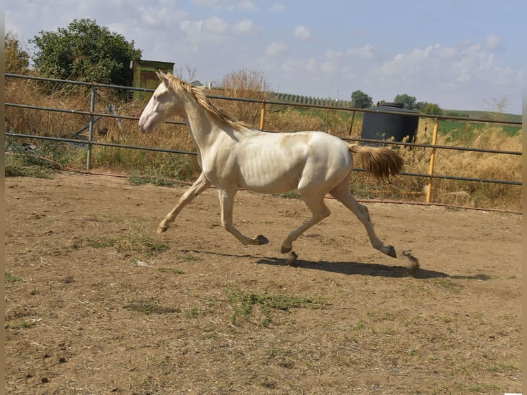 PRE Croisé Étalon 1 Année 155 cm Perlino in Galaroza