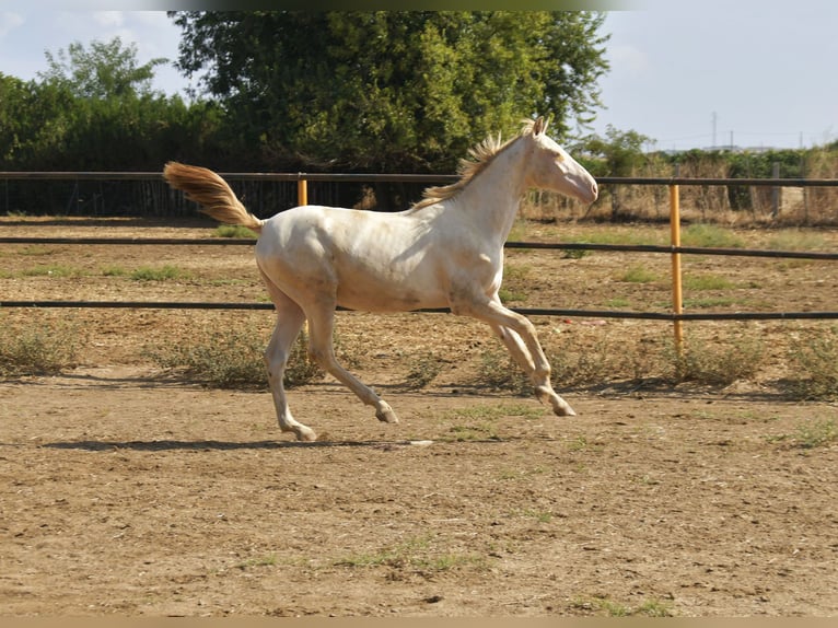 PRE Croisé Étalon 1 Année 155 cm Perlino in Galaroza