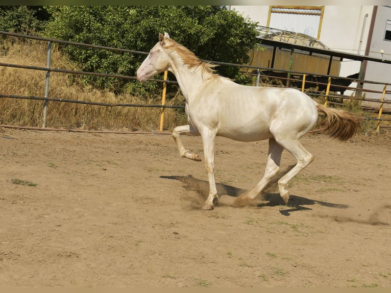 PRE Croisé Étalon 1 Année 155 cm Perlino in Galaroza