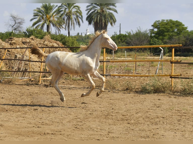 PRE Croisé Étalon 1 Année 155 cm Perlino in Galaroza