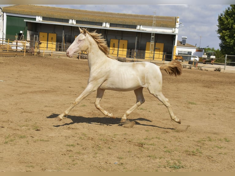 PRE Croisé Étalon 1 Année 155 cm Perlino in Galaroza