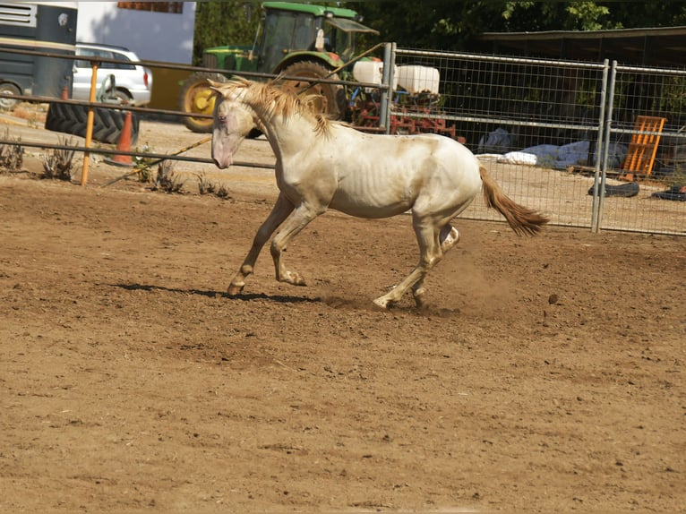 PRE Croisé Étalon 1 Année 155 cm Perlino in Galaroza