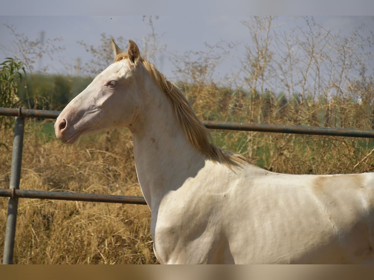 PRE Croisé Étalon 1 Année 155 cm Perlino in Galaroza