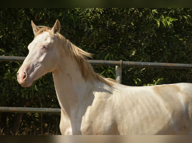 PRE Croisé Étalon 1 Année 155 cm Perlino in Galaroza