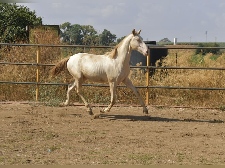 PRE Croisé Étalon 1 Année 155 cm Perlino in Galaroza