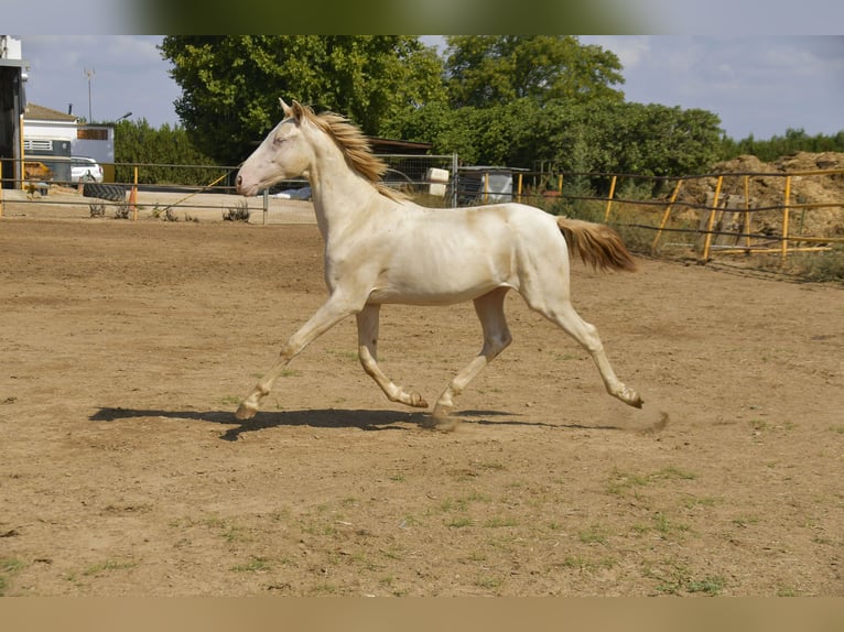 PRE Croisé Étalon 1 Année 155 cm Perlino in Galaroza