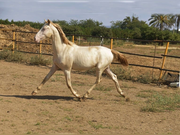 PRE Croisé Étalon 1 Année 155 cm Perlino in Galaroza