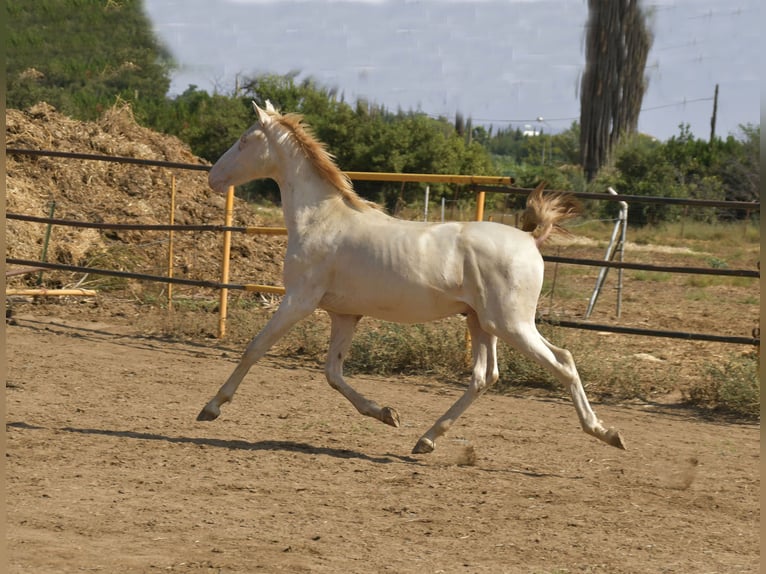 PRE Croisé Étalon 1 Année 155 cm Perlino in Galaroza