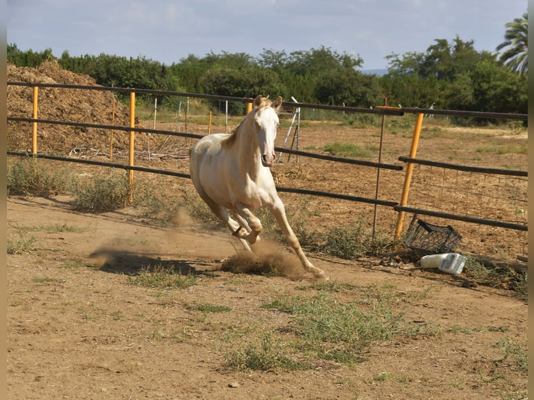 PRE Croisé Étalon 1 Année 155 cm Perlino in Galaroza