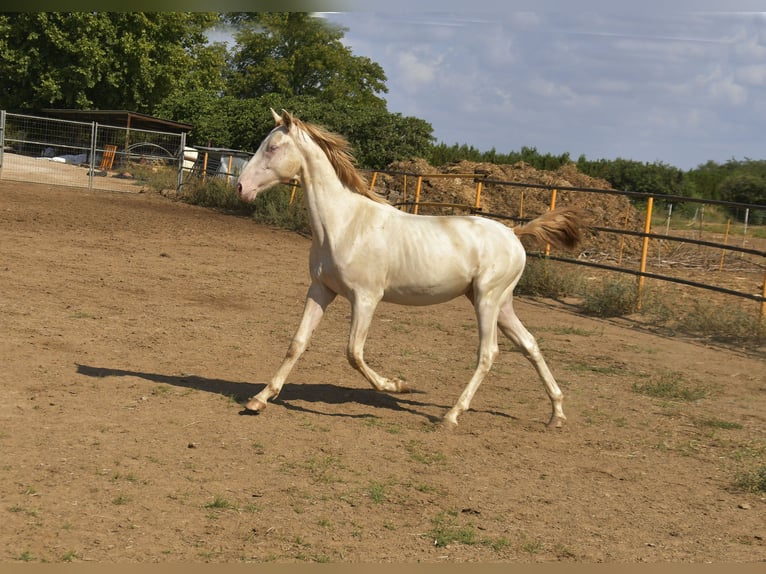 PRE Croisé Étalon 1 Année 155 cm Perlino in Galaroza