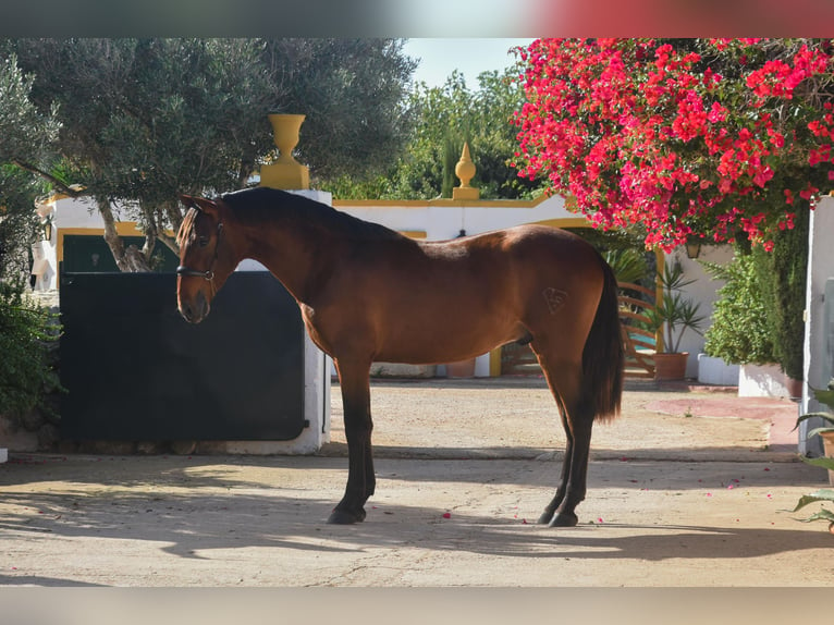 PRE Étalon 1 Année 156 cm Bai in Ciutadella De Menorca