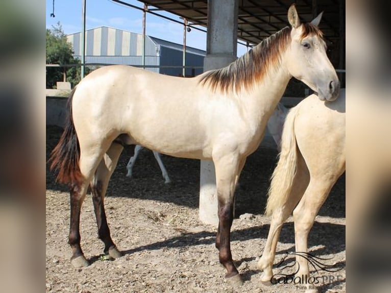 PRE Étalon 1 Année 156 cm Buckskin in Alicante