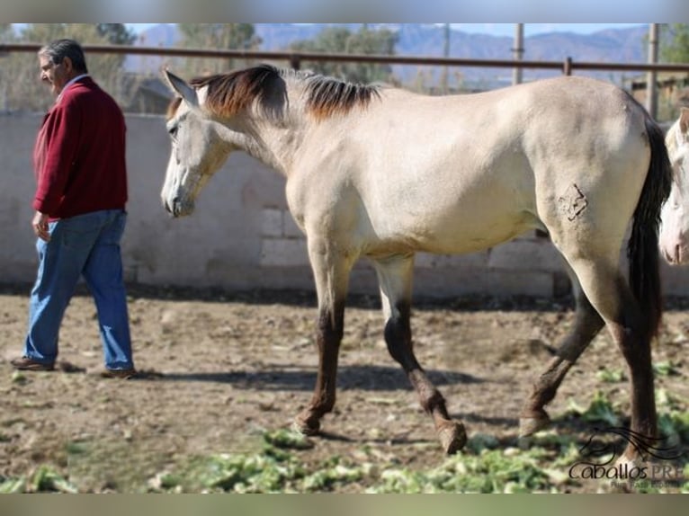 PRE Étalon 1 Année 156 cm Buckskin in Alicante