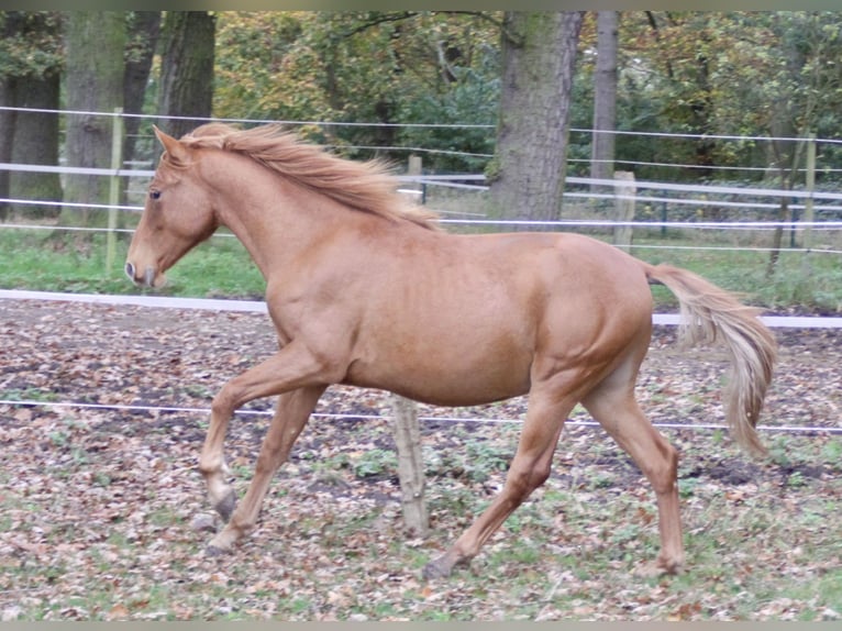 PRE Croisé Étalon 1 Année 157 cm Alezan in Steyerberg