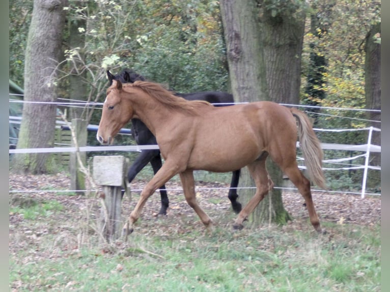 PRE Croisé Étalon 1 Année 157 cm Alezan in Steyerberg