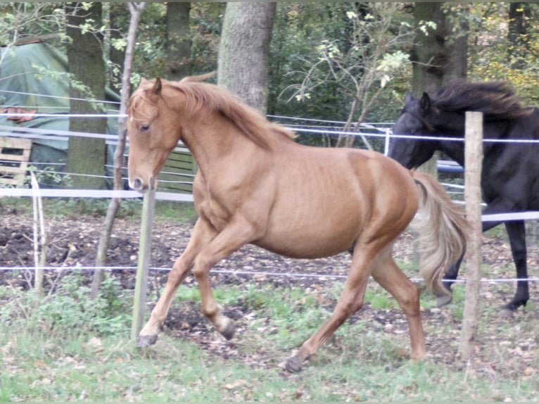 PRE Croisé Étalon 1 Année 157 cm Alezan in Steyerberg