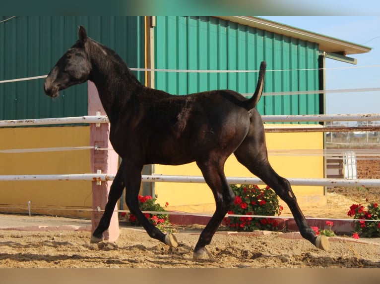 PRE Étalon 1 Année 157 cm in Los Rosales