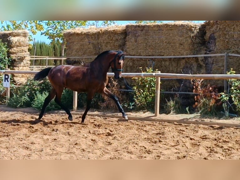 PRE Étalon 1 Année 157 cm Gris in Andujar