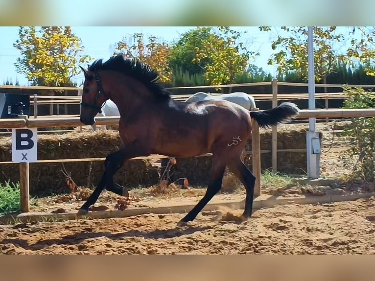 PRE Étalon 1 Année 157 cm Gris in Andujar