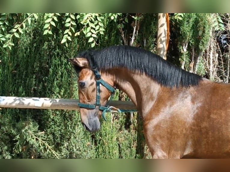 PRE Étalon 1 Année 157 cm Gris in Andujar