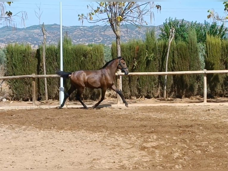 PRE Étalon 1 Année 157 cm Gris in Andujar