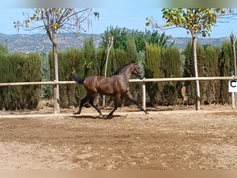 PRE Étalon 1 Année 157 cm Gris in Andujar