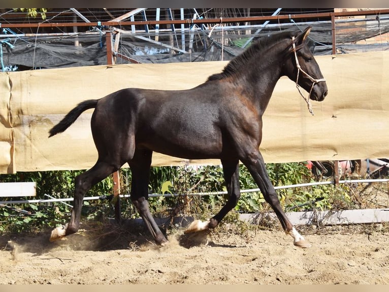 PRE Étalon 1 Année 157 cm Noir in Provinz Granada