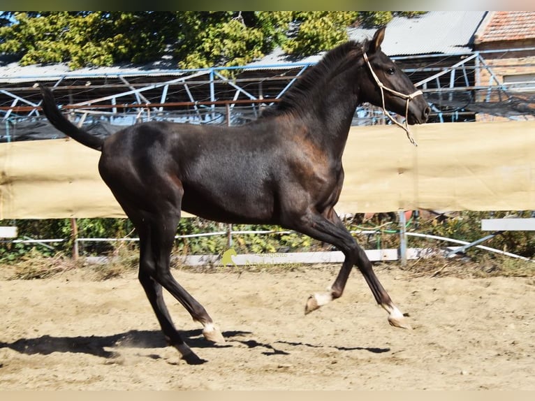 PRE Étalon 1 Année 157 cm Noir in Provinz Granada