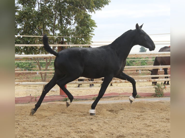 PRE Croisé Étalon 1 Année 157 cm Noir in Los Rosales PRE Croisé Étalon 1 Année 157 cm Noir in Los Rosales