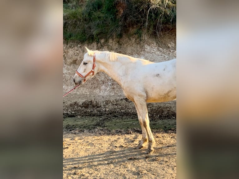 PRE Étalon 1 Année 157 cm Palomino in Polinya