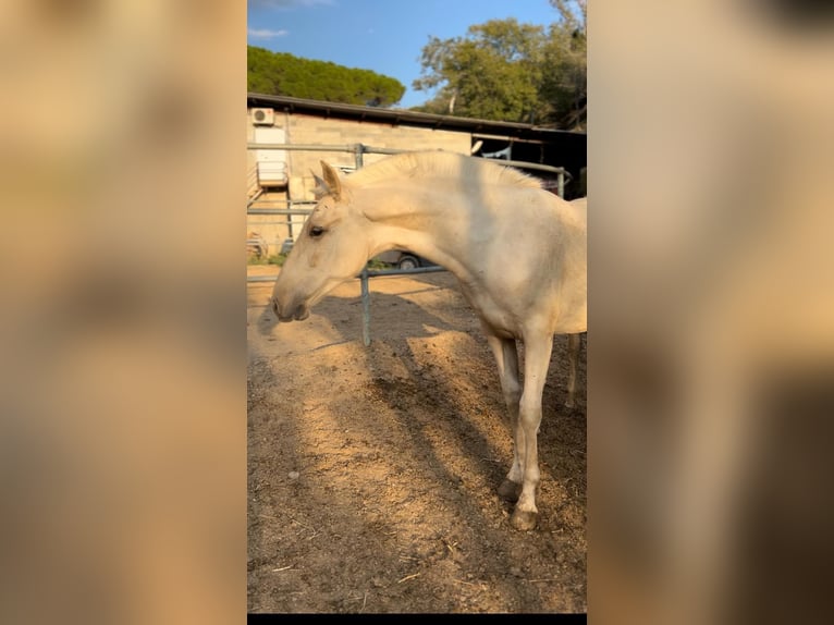 PRE Croisé Étalon 1 Année 157 cm Palomino in Polinya