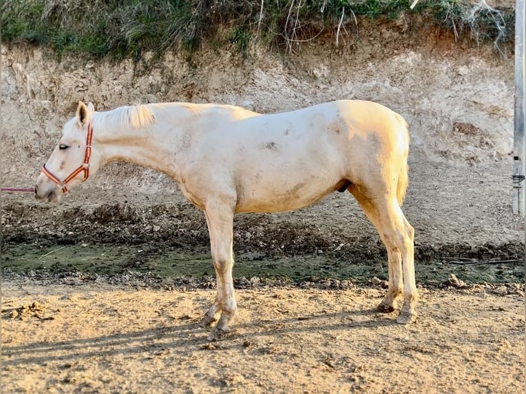 PRE Étalon 1 Année 157 cm Palomino in Polinya