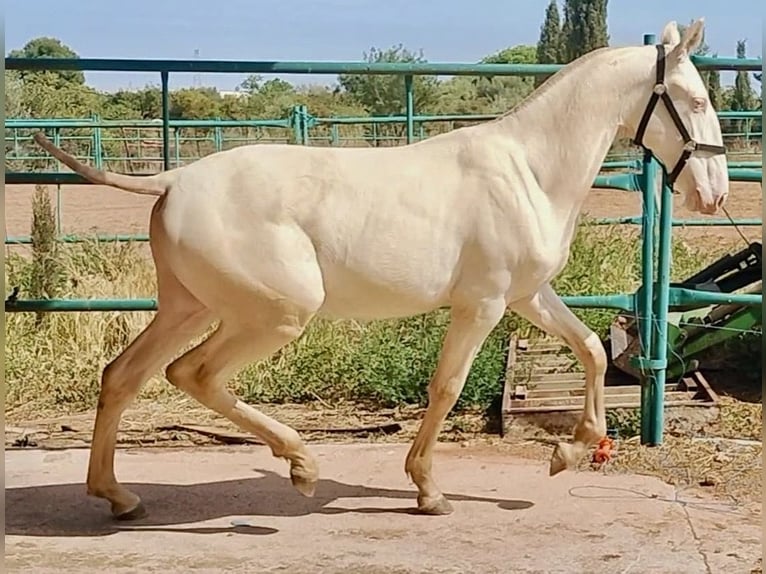 PRE Étalon 1 Année 157 cm Perlino in Polinya