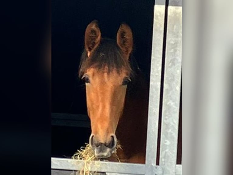 PRE Croisé Étalon 1 Année 158 cm Bai in Nieuw- en Sint Joosland