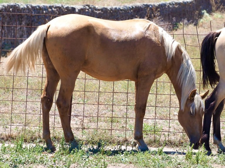 PRE Croisé Étalon 1 Année 158 cm Palomino in NAVAS DEL MADRONO