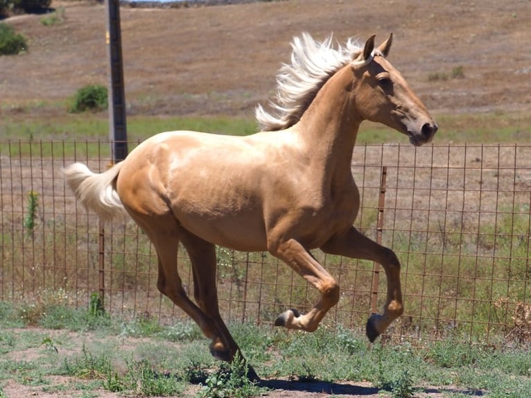 PRE Croisé Étalon 1 Année 158 cm Palomino in NAVAS DEL MADRONO