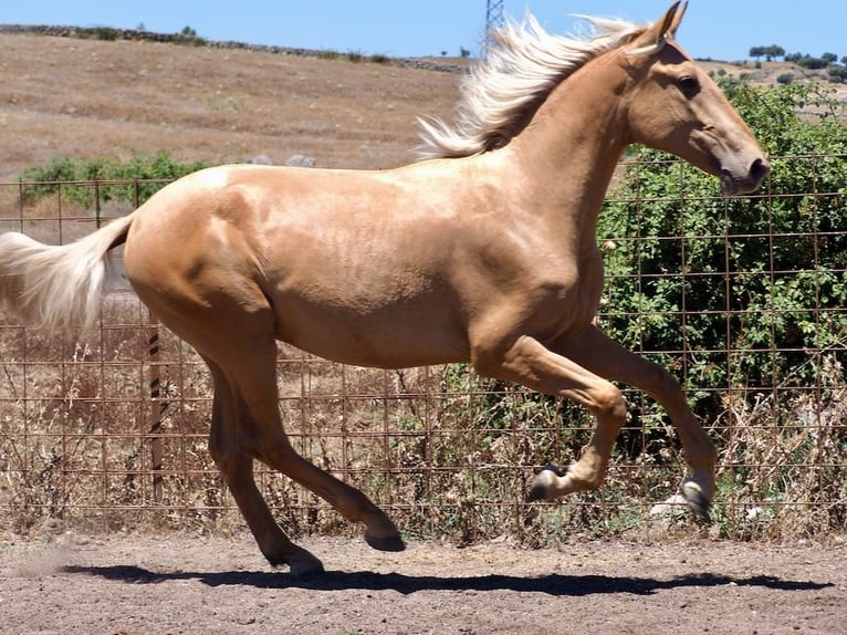 PRE Croisé Étalon 1 Année 158 cm Palomino in NAVAS DEL MADRONO