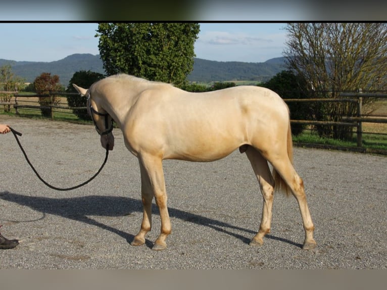 PRE Croisé Étalon 1 Année 159 cm Perlino in Balingen