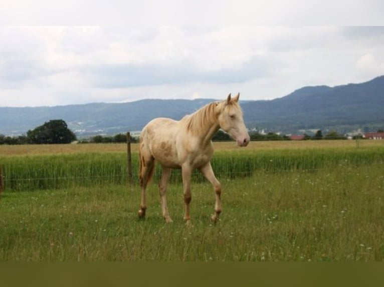 PRE Croisé Étalon 1 Année 159 cm Perlino in Balingen