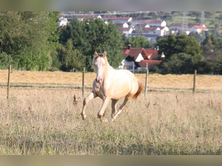 PRE Croisé Étalon 1 Année 159 cm Perlino in Balingen