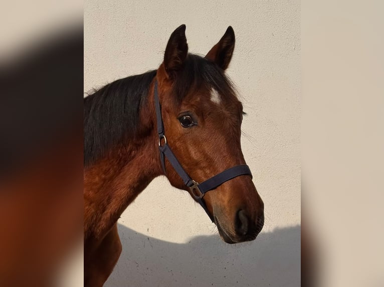 PRE Étalon 1 Année 160 cm Bai in Südharz