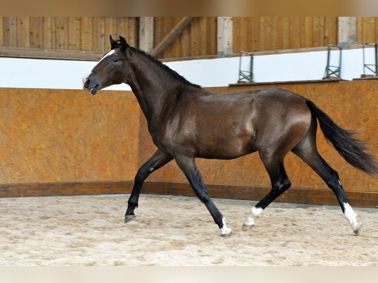 PRE Étalon 1 Année 160 cm Bai in Waldhölzbach