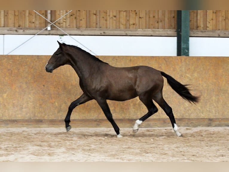 PRE Étalon 1 Année 160 cm Bai in Waldhölzbach